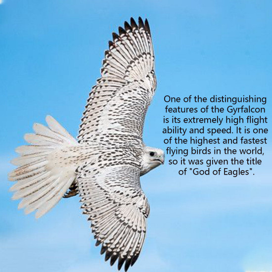 1800+pcs cyberpunk diy 3d metal gyrfalcon eagle model kits 1800+pcs cyberpunk diy 3d metal gyrfalcon eagle model kits