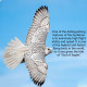1800+pcs cyberpunk diy 3d metal gyrfalcon eagle model kits 1800+pcs cyberpunk diy 3d metal gyrfalcon eagle model kits