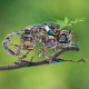 3d assembly mechanical chamaeleon model steampunk metal art 745pcs diy kit 3d assembly mechanical chamaeleon model steampunk metal art 745pcs diy kit