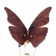 3d mechanical geared walnut wooden butterfly model 3d mechanical geared walnut wooden butterfly model