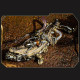 547pcs+ diy mechanical variation crocodile desktop decoration exquisite gift 547pcs+ diy mechanical variation crocodile desktop decoration exquisite gift