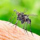 750+pcs mechanical 3d assembly mosquito model steampunk art 750+pcs mechanical 3d assembly mosquito model steampunk art