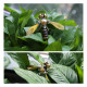 90pcs+ steampunk insect mini metal creative crafts 90pcs+ steampunk insect mini metal creative crafts