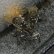 mechanical firefly diy assembly model with rotating base mechanical firefly diy assembly model with rotating base