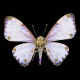 steampunk butterfly 3d metal morpho model diy kits 150pcs+ steampunk butterfly 3d metal morpho model diy kits 150pcs+