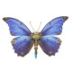 steampunk butterfly 3d metal morpho model diy kits 150pcs+ steampunk butterfly 3d metal morpho model diy kits 150pcs+