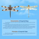 teching flying dragonfly kinetic sculpture 3d metal model diy kits teching flying dragonfly kinetic sculpture 3d metal model diy kits